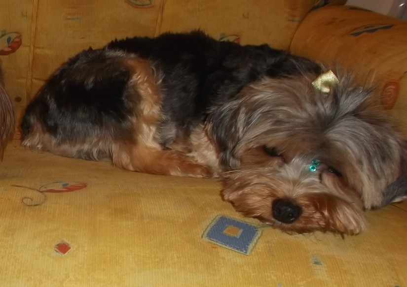 LUPI (Canino macho) Yorkshire Terrier C3