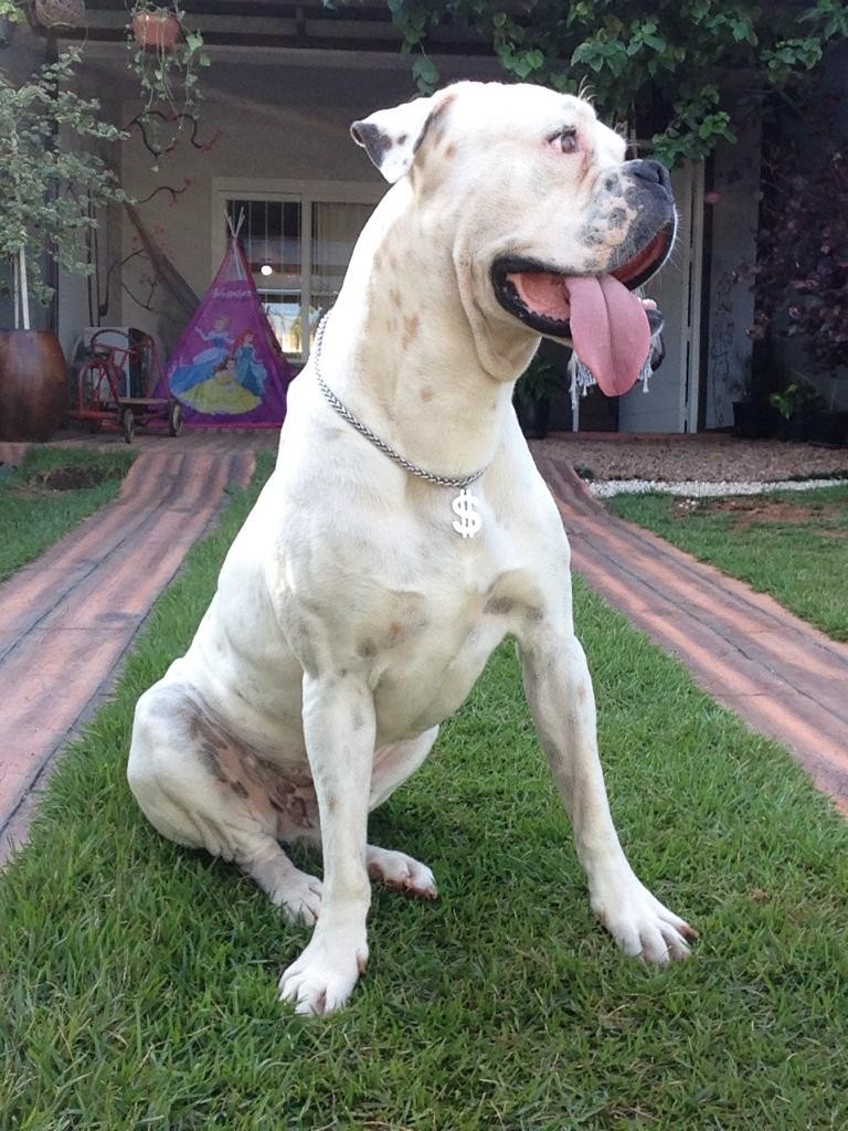 GAEL (Canino macho) Boxer C3