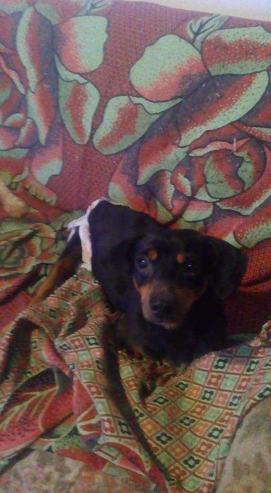 PRETINHO (Canino macho) Srd Pp C1
