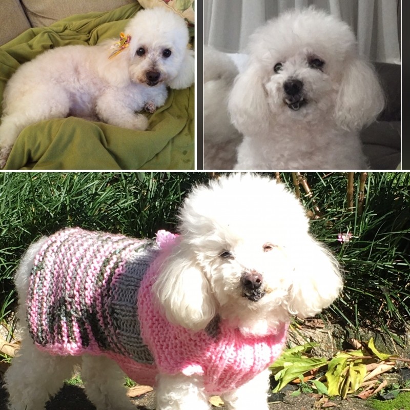 MEGY MARI (Canino) Poodle micro toy