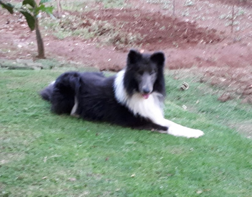 SCOTT  (Canino macho) Border Colie C3