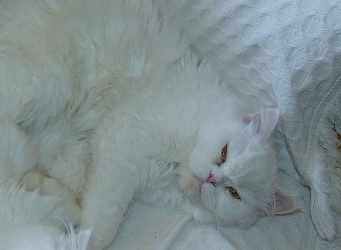 YUKI (Felino fêmea) Persa C4