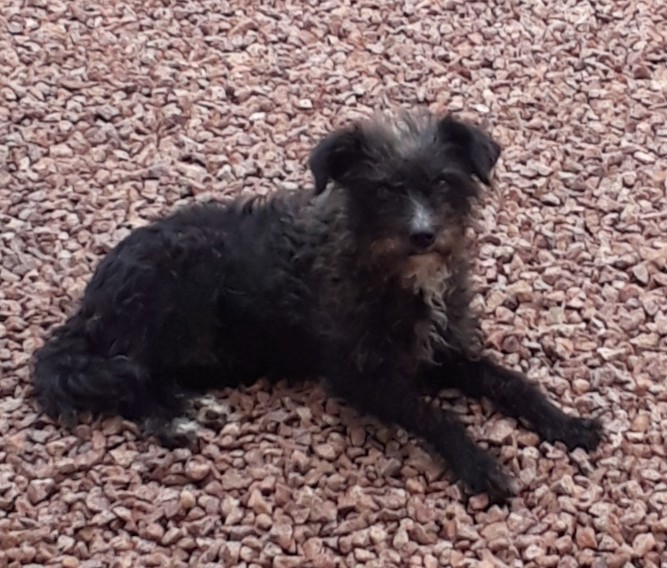 MEG (Canino fêmea) Srd Pp C2