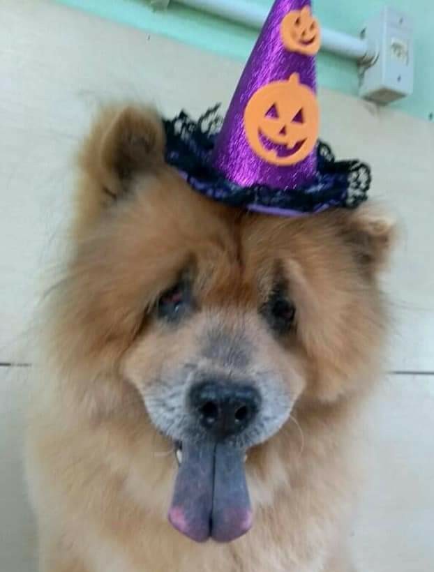 WITCH (Canino fêmea) Chow Chow C4