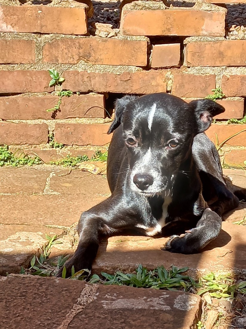 LUNA (Canino fêmea) Srd Pp C1