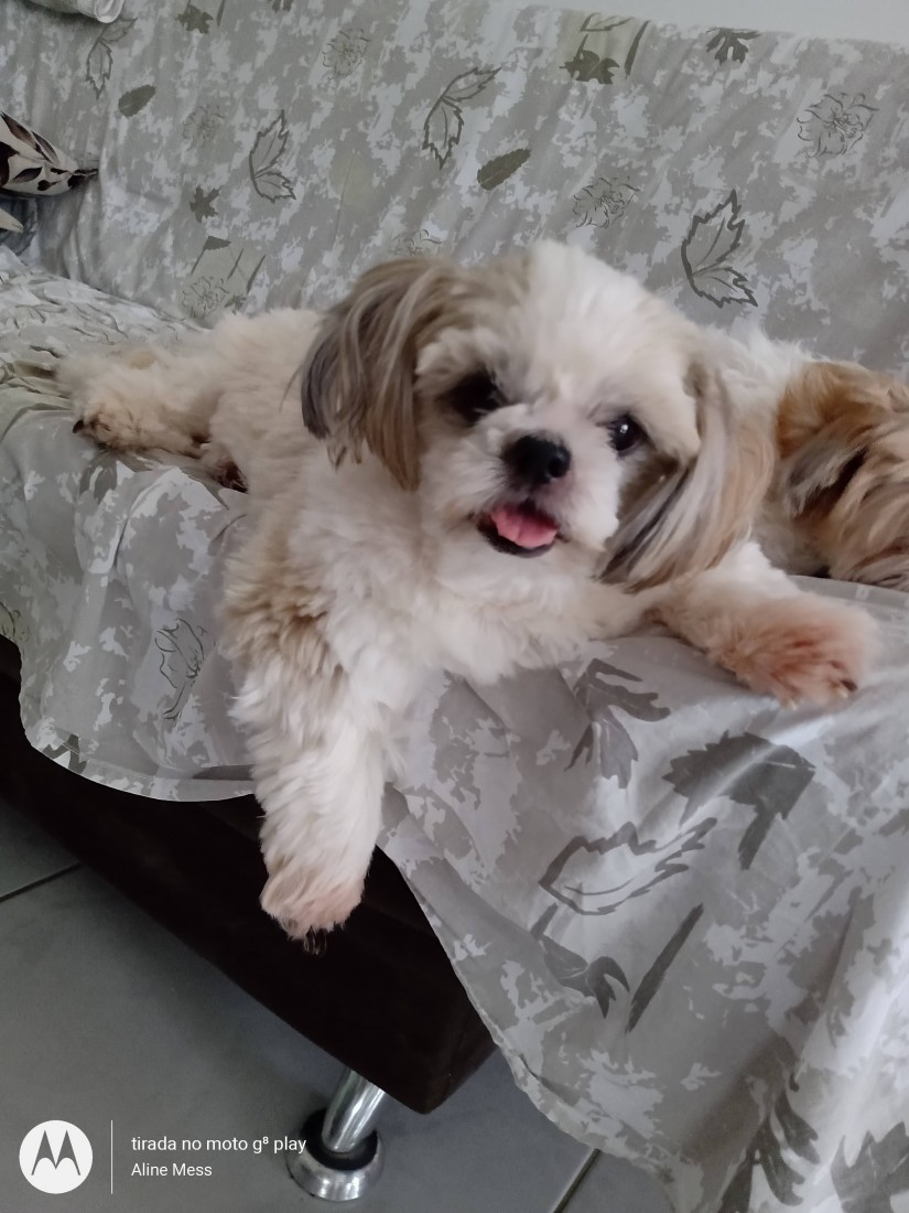 DUQUESA (Canino fêmea) Shih Tzu C1
