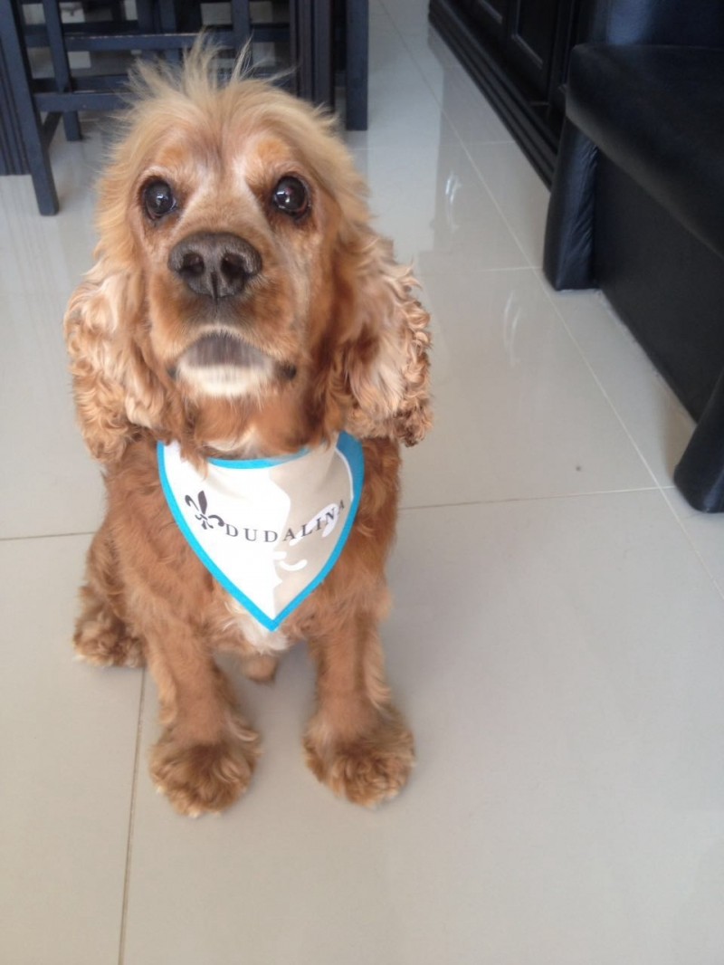 NIKO (cocker Spaniel)