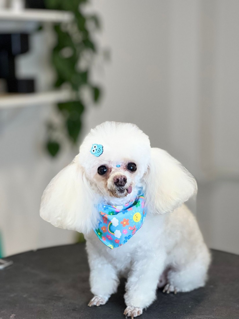 LANNA (Canino fêmea) Poodle micro toy C2