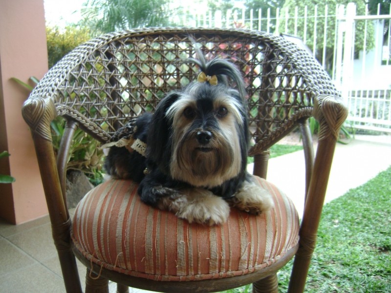 MELANIE (Mel) York Shire Terrier