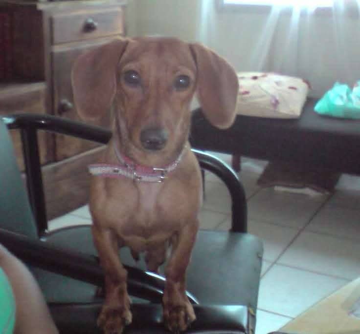 LILICA (Canino fêmea) Daschund C3