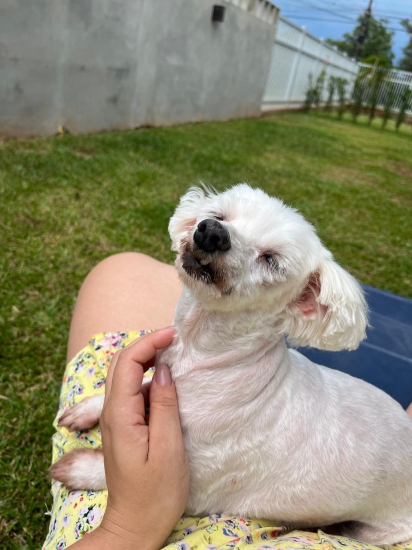 NANY (Canino fêmea) Maltês C2