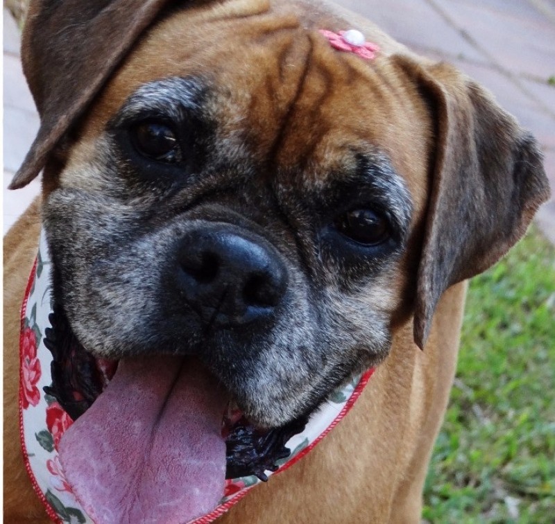 DORA (Canino fêmea) Boxer