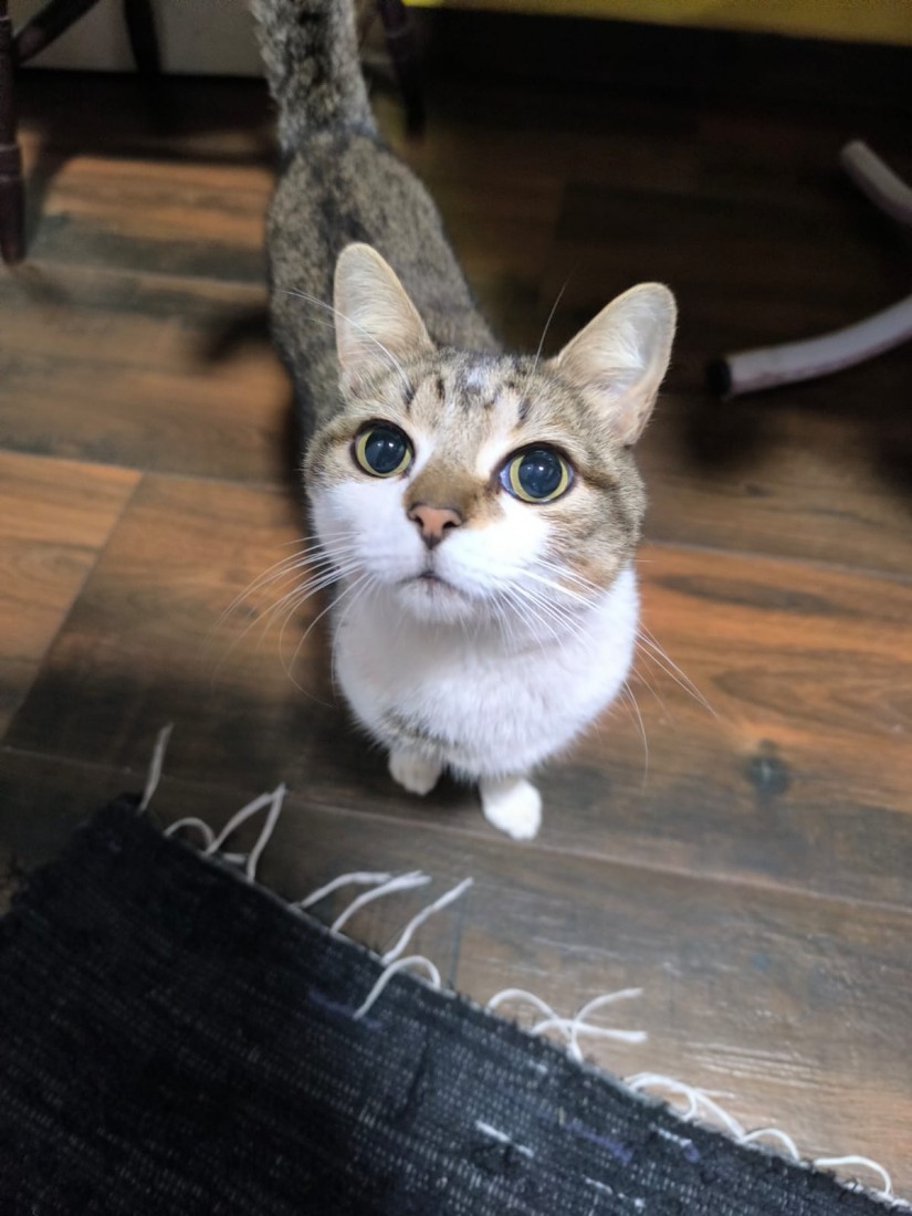 GORILA (Felino macho) Srd C3
