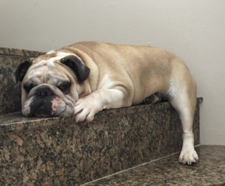 BEN GORDO (Canino macho) Bulldog Inglês C4