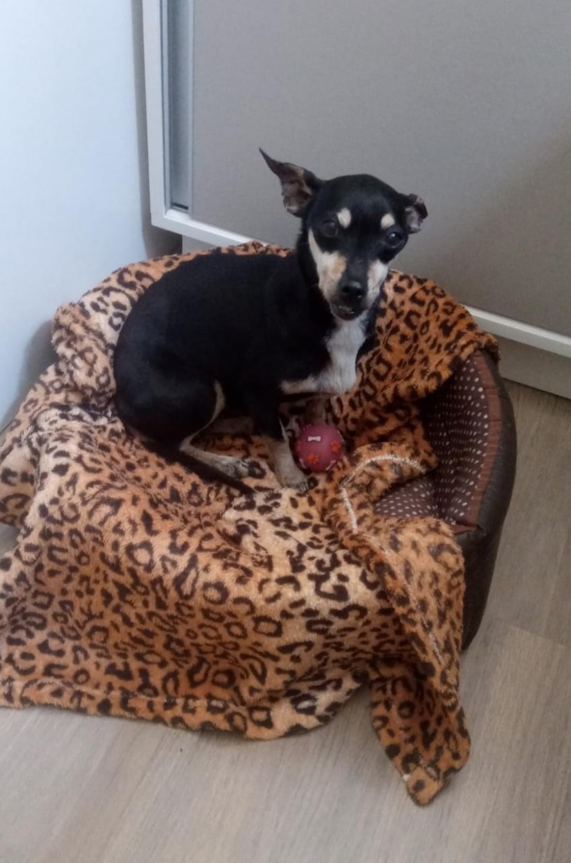 PRETA (Tinha) Canino fêmea (Srd Pp)