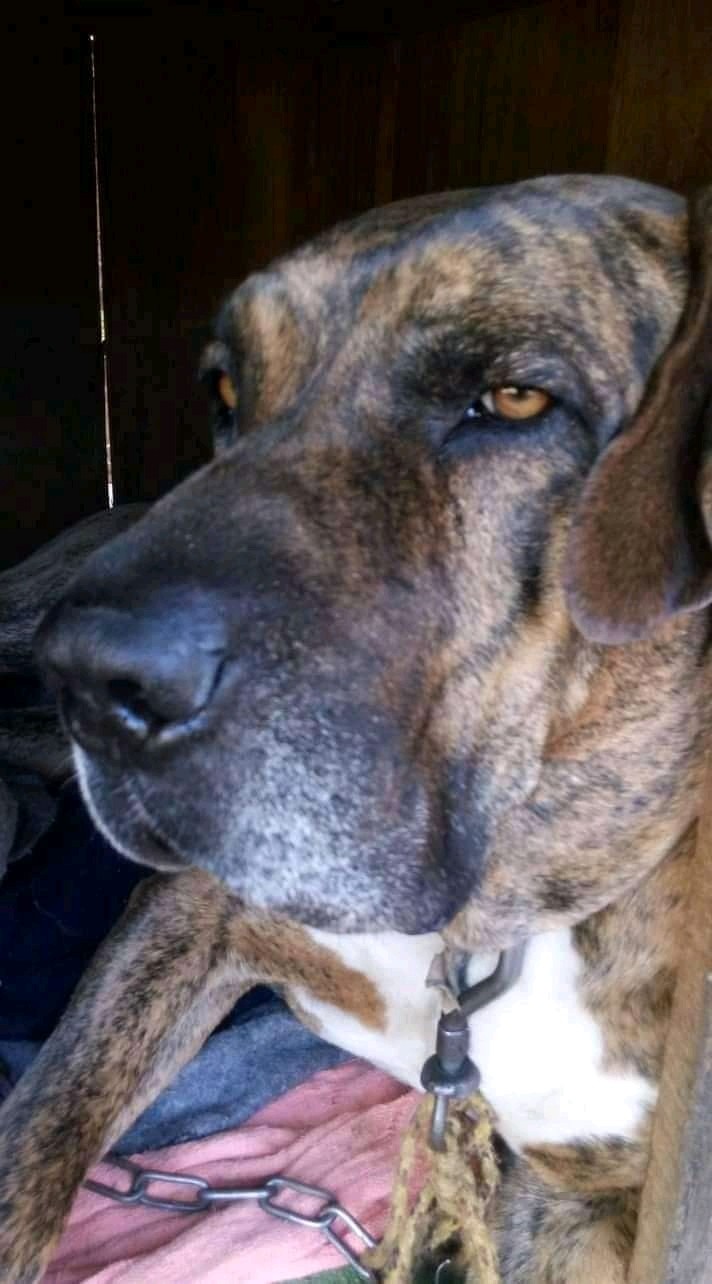 MONTANHA (Canino macho) Fila brasileiro C1