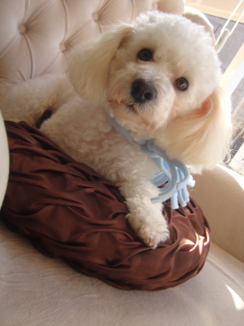 THEDY (Canino macho) Poodle C1
