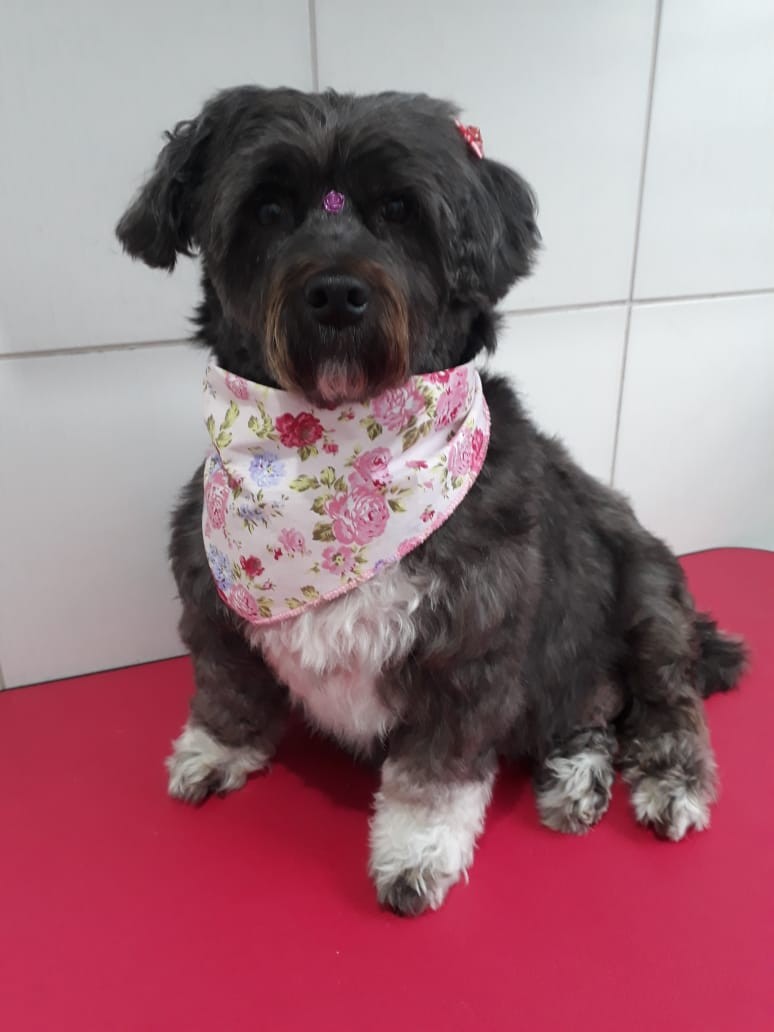 BELINHA (Canino fêmea) Srd Pp C4