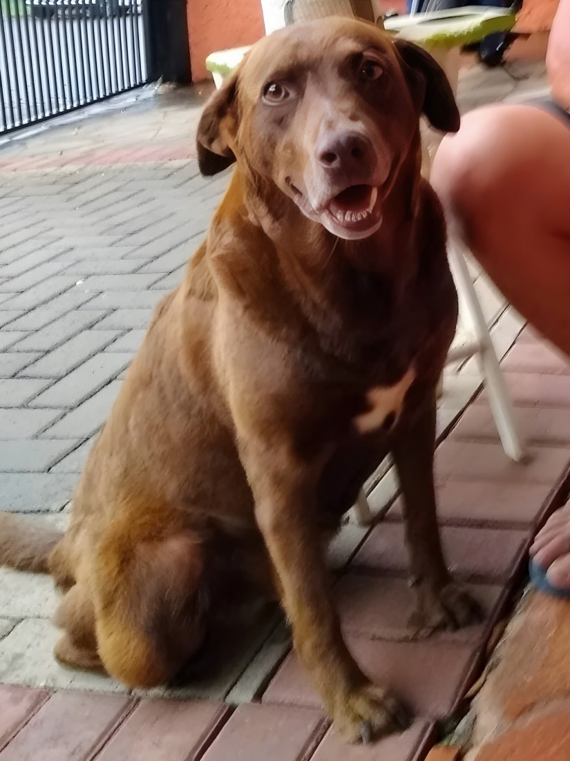 DARA (Canino fêmea) Retriever do labrador C1