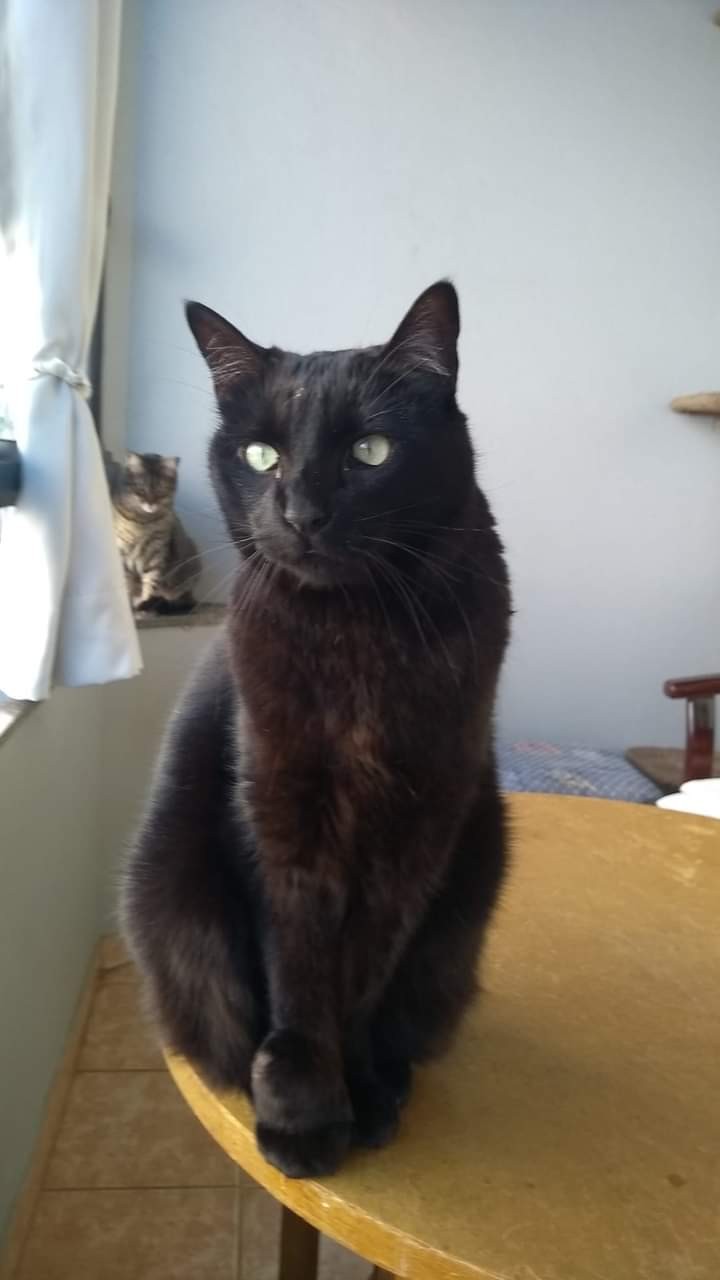 WOPPI (Felino fêmea) Srd C3