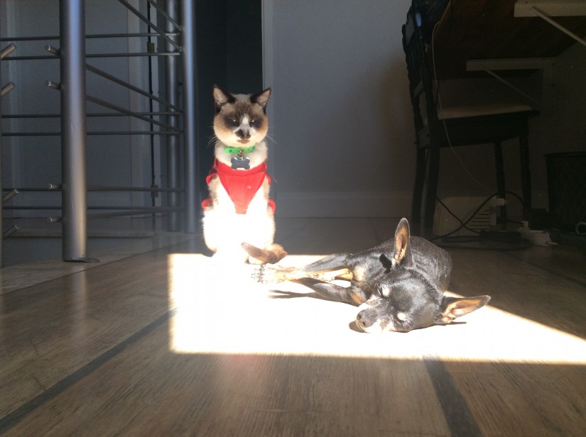 FREDI (Canino macho) Pinscher C2