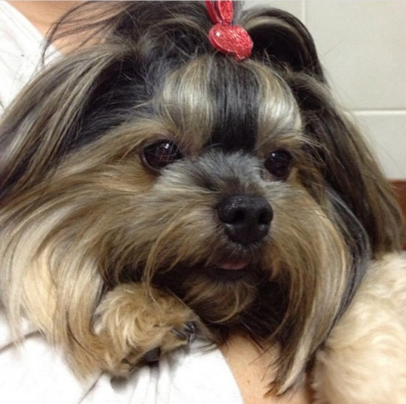 SUGAR (Canino fêmea) Yorkshire Terrier C4