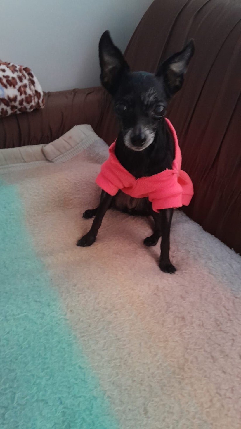 BELINHA (Canino fêmea) Pinscher C3