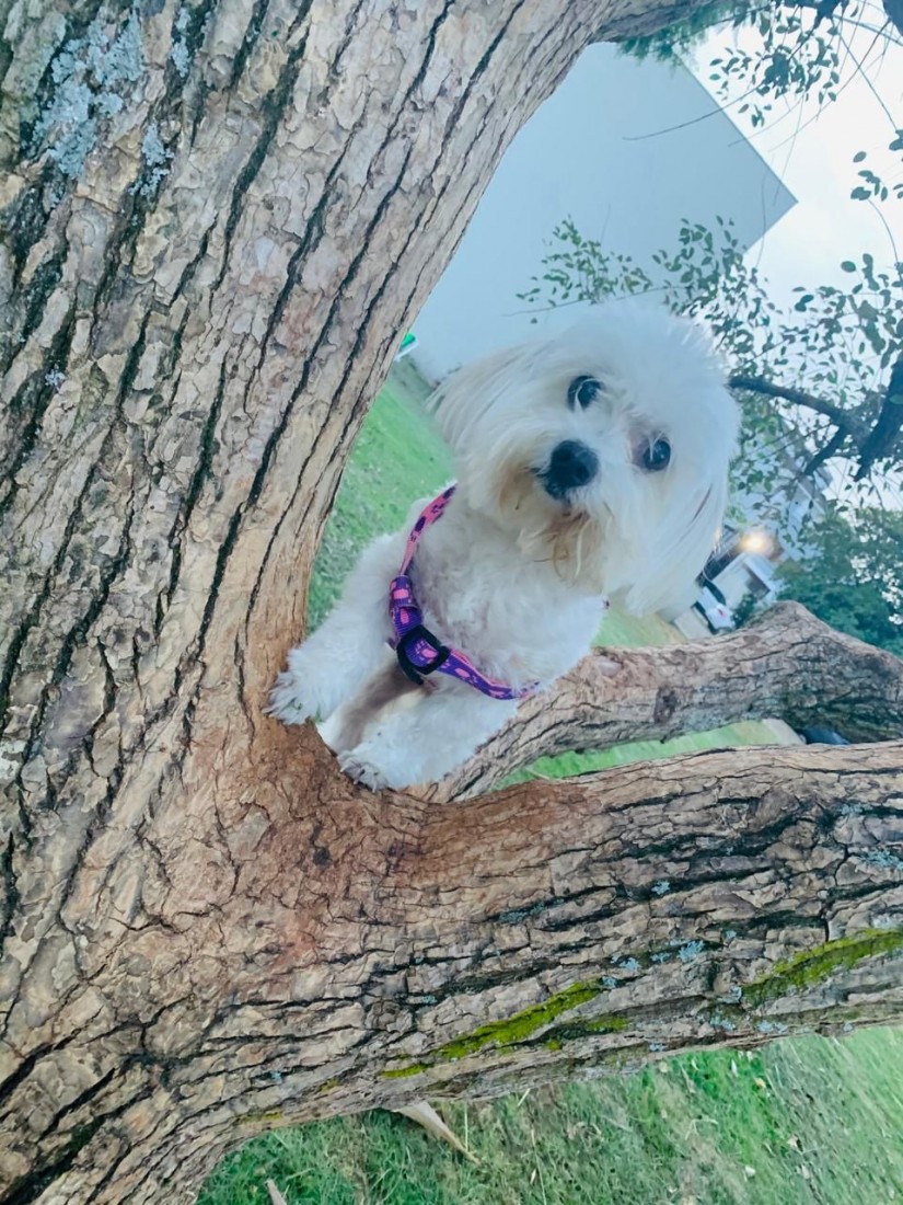 MIUCHA (Canino fêmea) Maltês C1