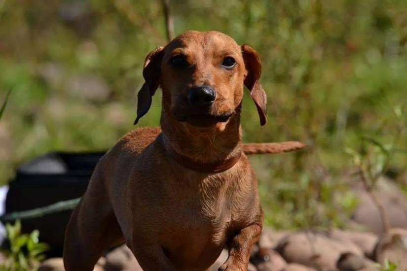 BUD (Canino macho) Daschund C2