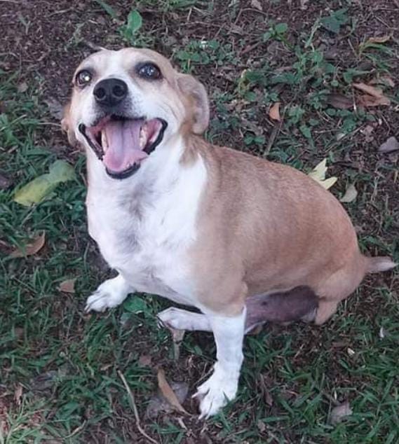 MELLO (Canino macho) Srd Pp C4