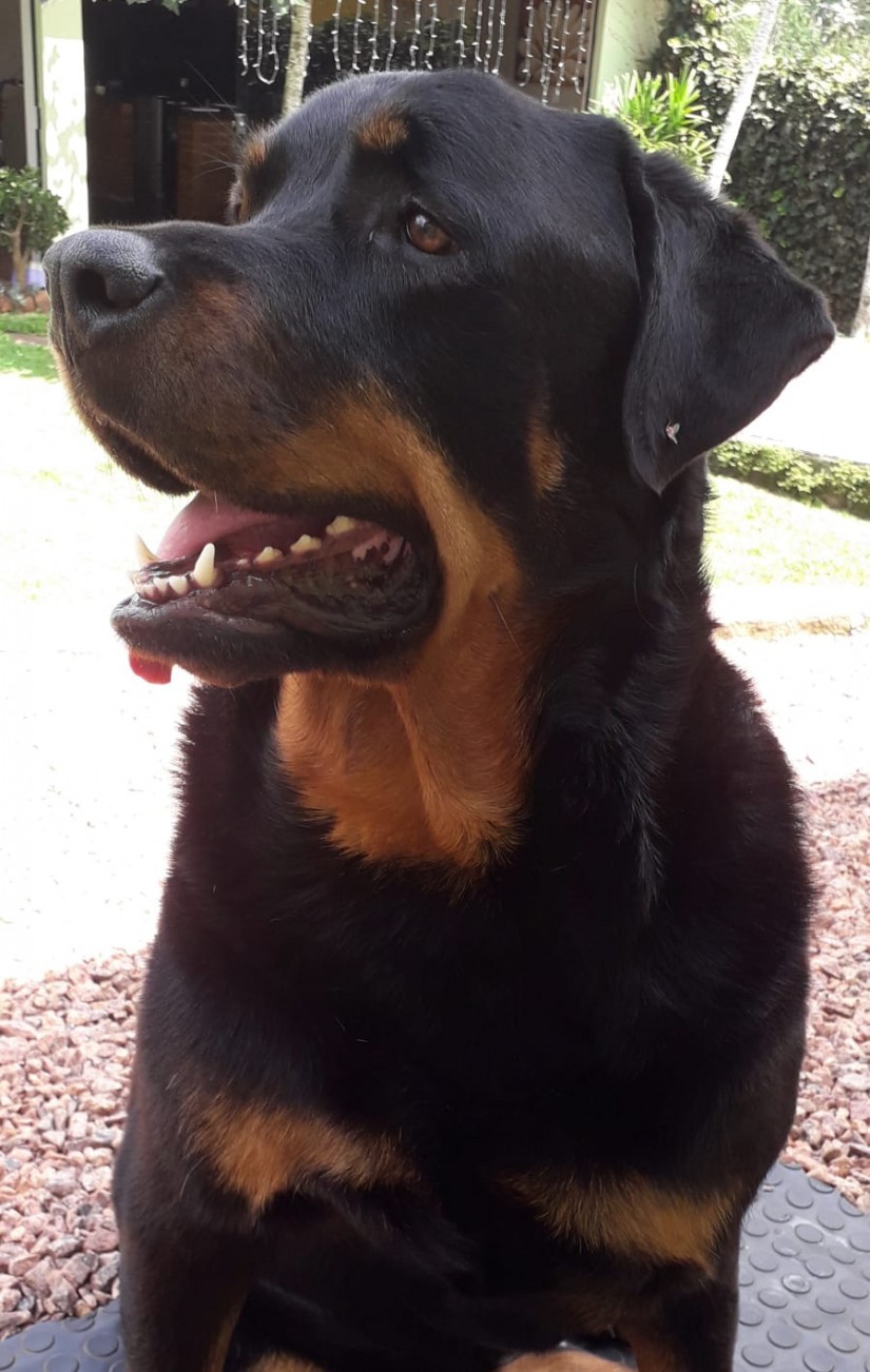 AURORA (Canino fêmea) Rottweiler C4