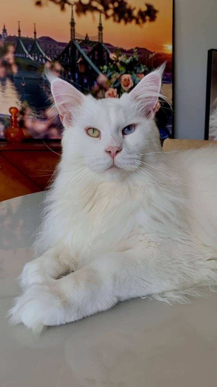 AQUILES (Felino macho) Maine Coon C4