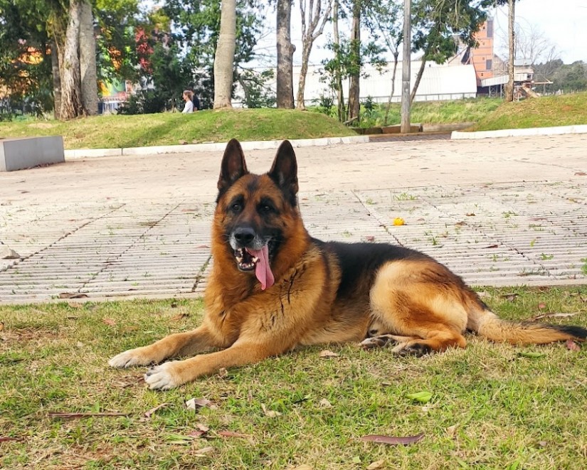 LOBO (Canino macho) Pastor Alemão C4