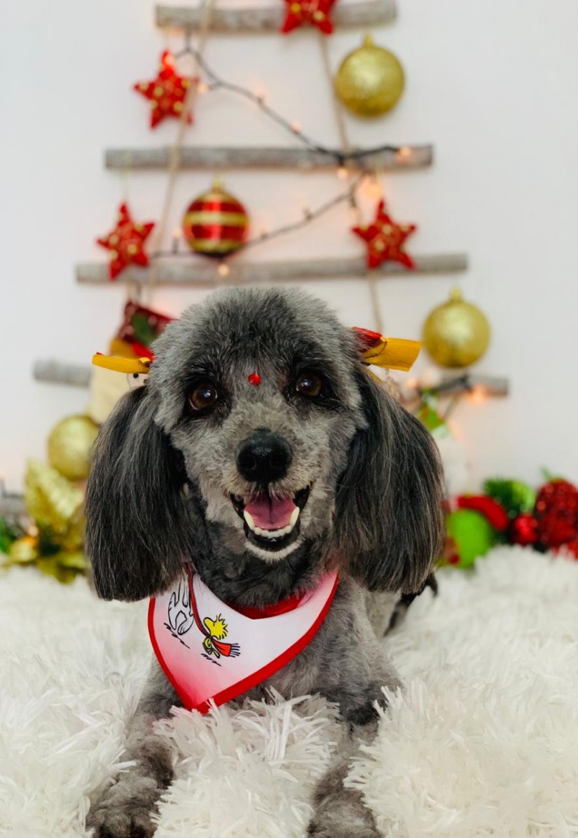 PRETA (Canino fêmea) Poodle C2