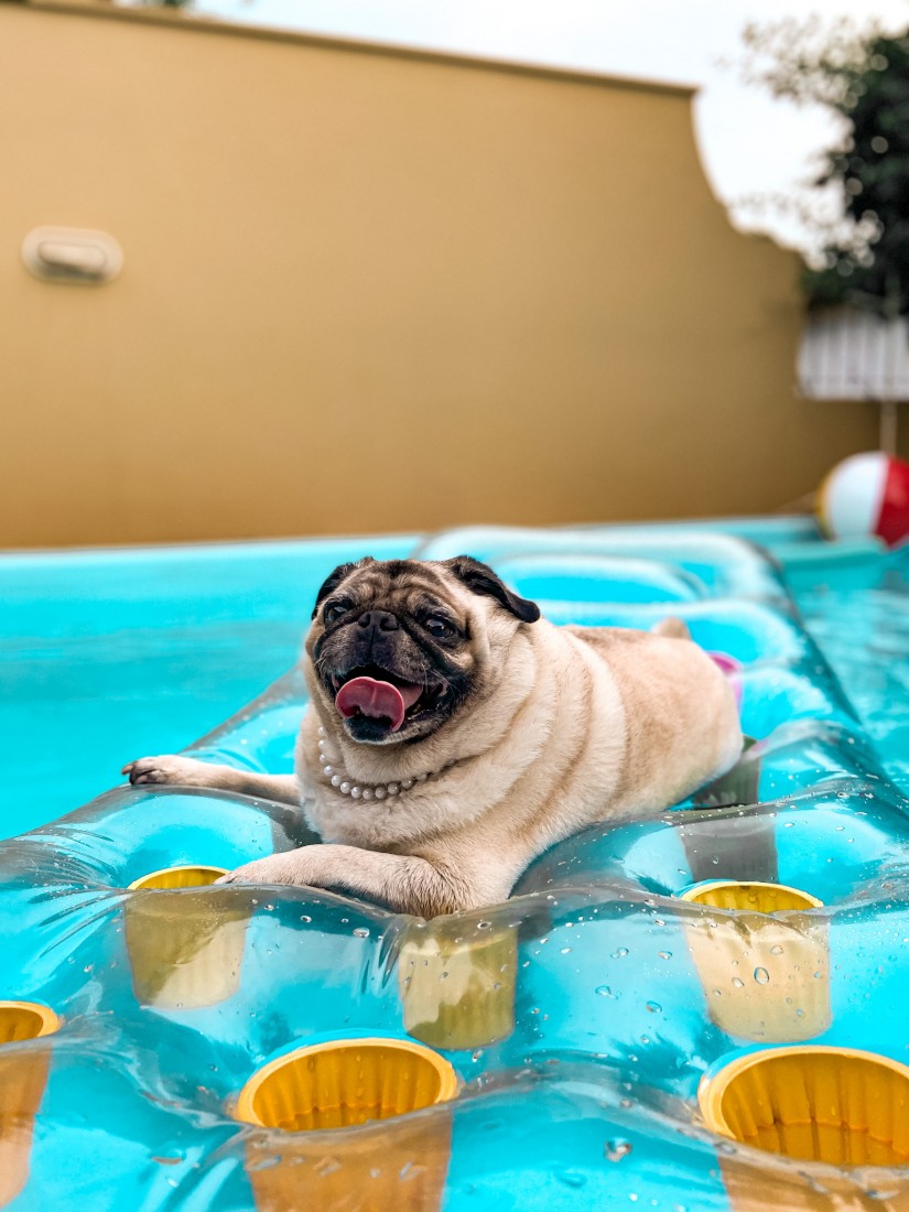FIONA (Canino fêmea) Pug C3