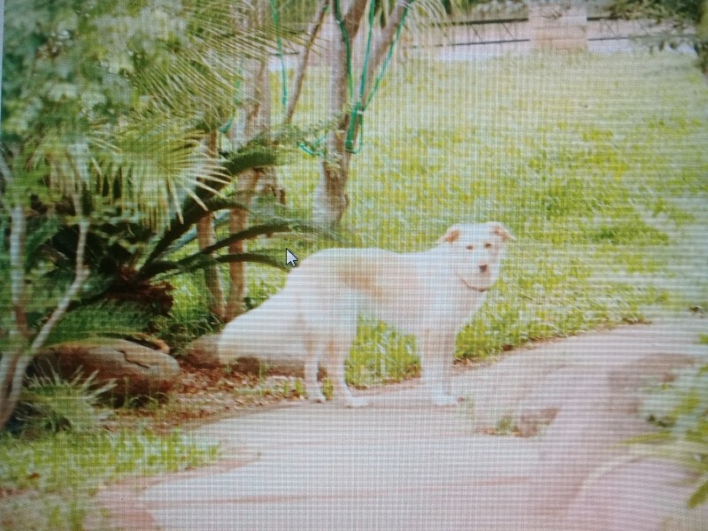 SOFIA (Canino fêmea) Srd Mp