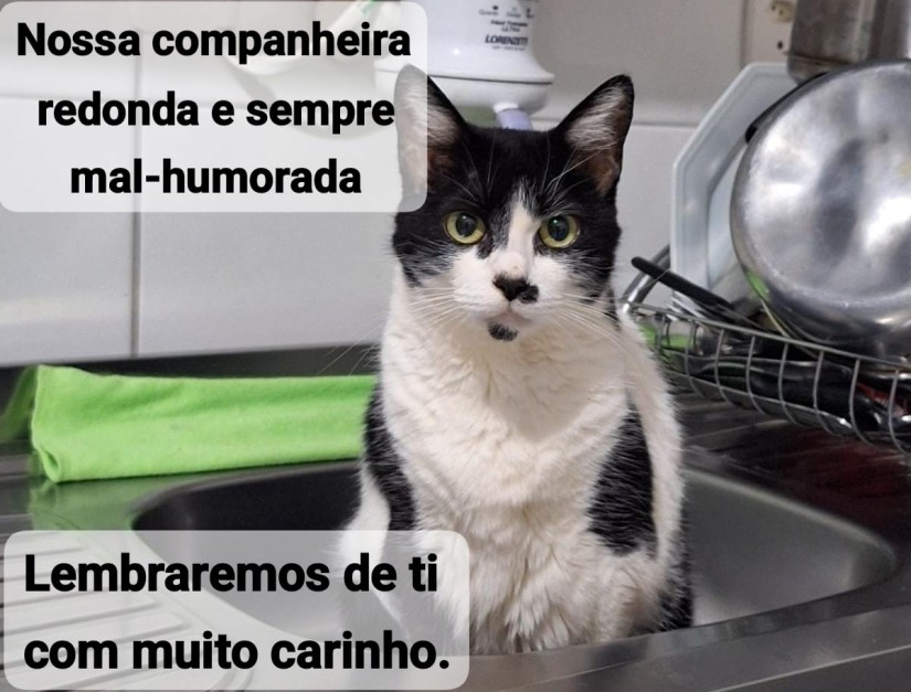 BUBBLE (Felino fêmea) Srd C4
