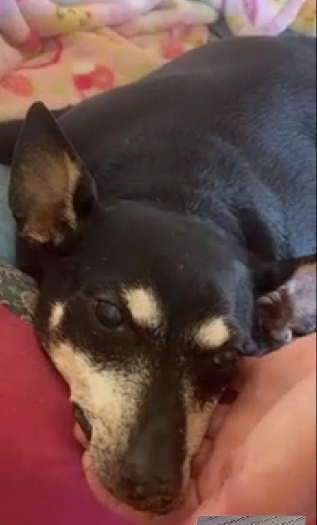 FUZI (Canino fêmea) Srd Pp C1