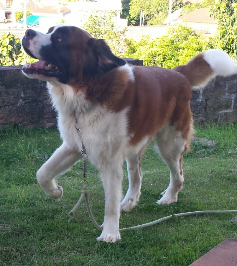 BARRY (Canino) São Bernardo