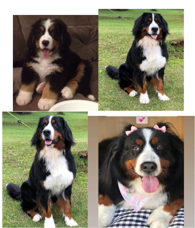 DUQUESA (Canino fêmea) Bernese C3