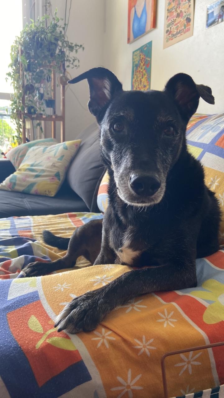 ZÉ (Canino macho) Srd Mp C4