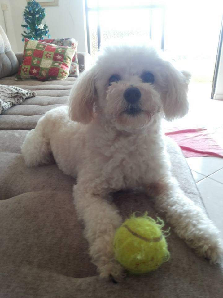 PIPO (Canino macho) Poodle C2