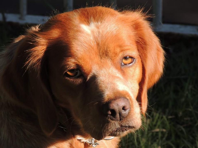 LADY (Canino fêmea) Breton Espanhol C4