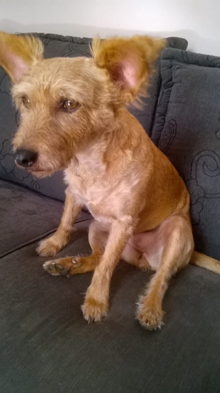 KEITY (Canino fêmea) Srd Pp C1