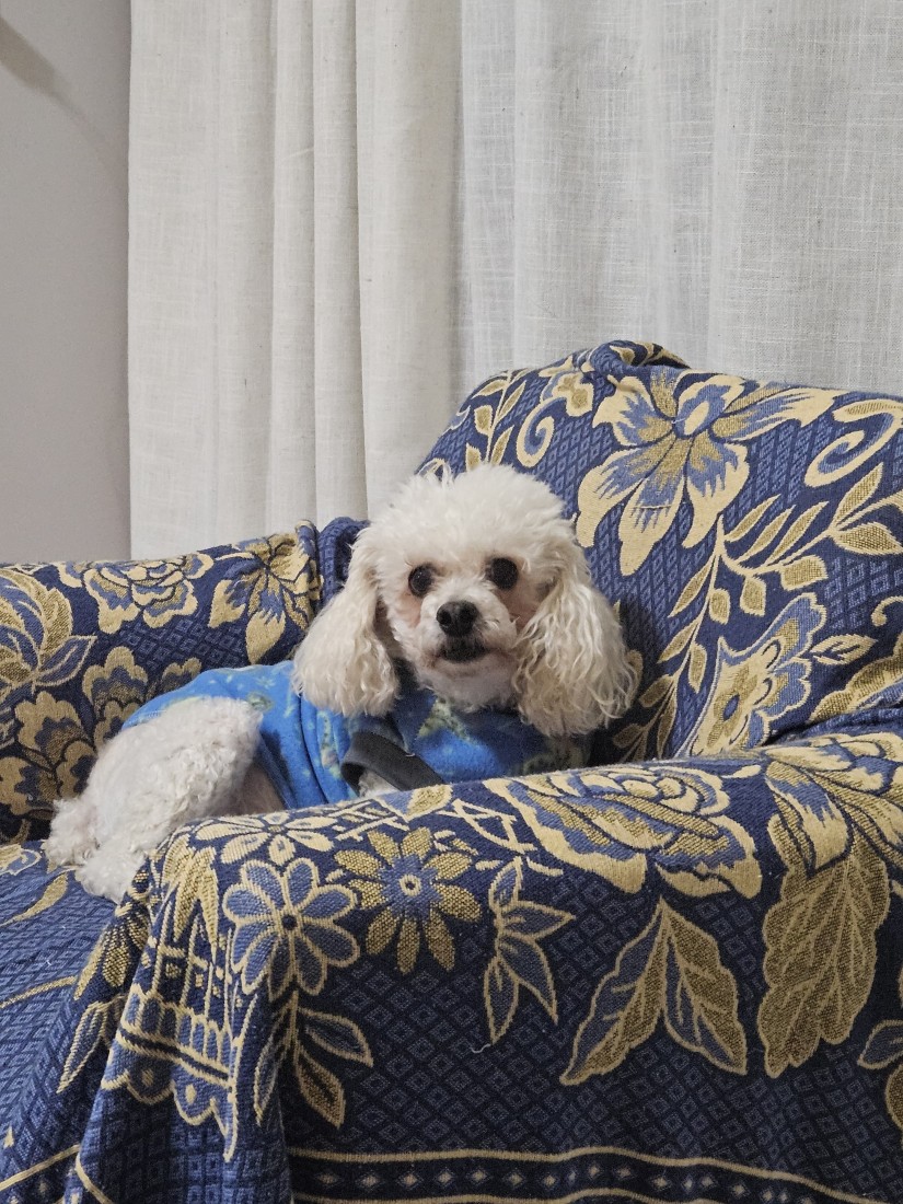 MARLEY (Canino macho) Poodle C1