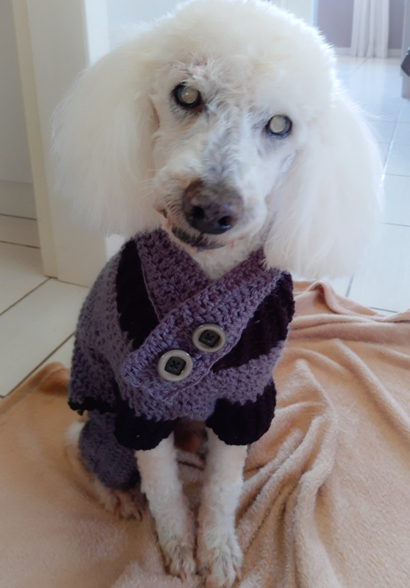 SPOT (Canino macho) Poodle C1