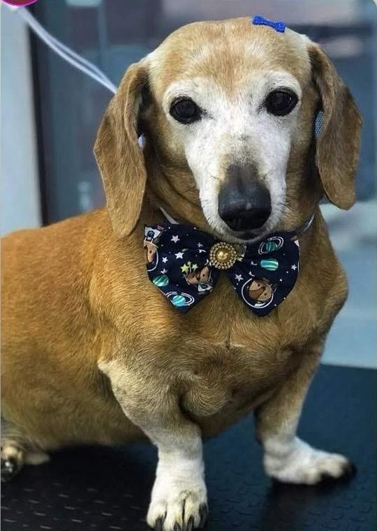 CHIRU (Canino macho) Daschund C4