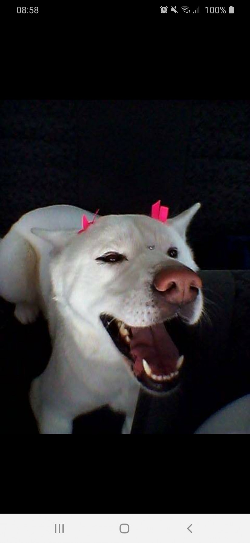 BRAHMA (Canino fêmea) Akita C1