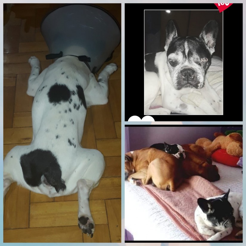APOLO  (Canino macho) Bulldog Francês C2