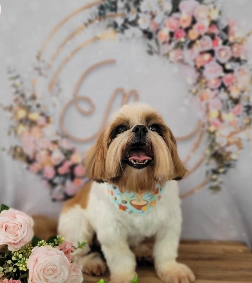 HUMBERTO (Canino macho) Shihtzu C4